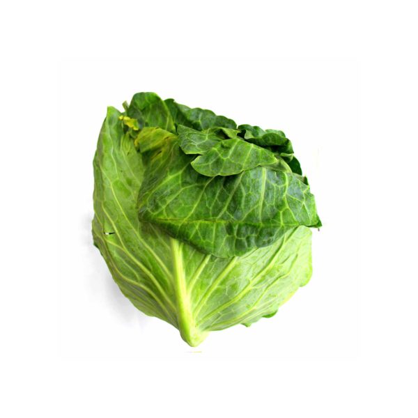 Green Cabbage